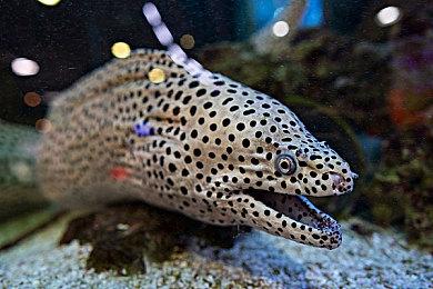 《三国志8重制版》2024年初登陆PC和家用机平台