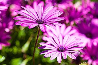 《伊苏10》Steam中文版恢复销售 2.00更新内容上线